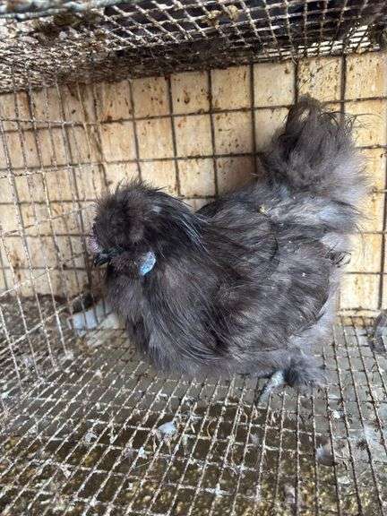 Silkie Rooster