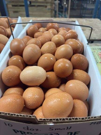10 Doz Small Brown Eating Eggs