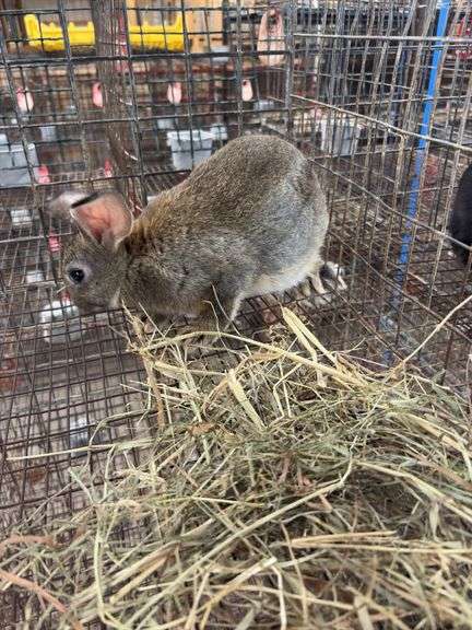 Flemish Doe w/ Feed