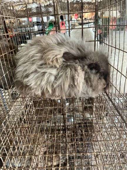 Chocolate English Angora Doe