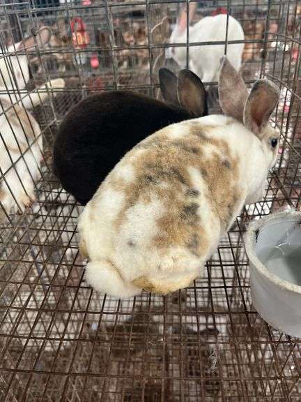 2 Mini Rex Bucks