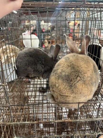 2 Mini Rex Bucks