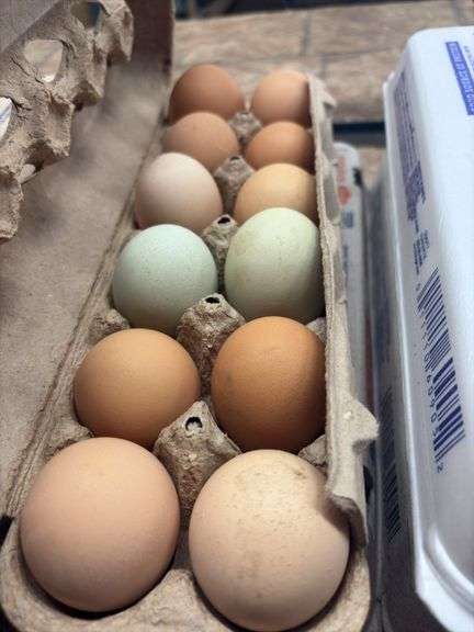 2 Doz Brown Eating Eggs