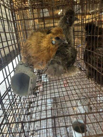 2 Silkie Hens