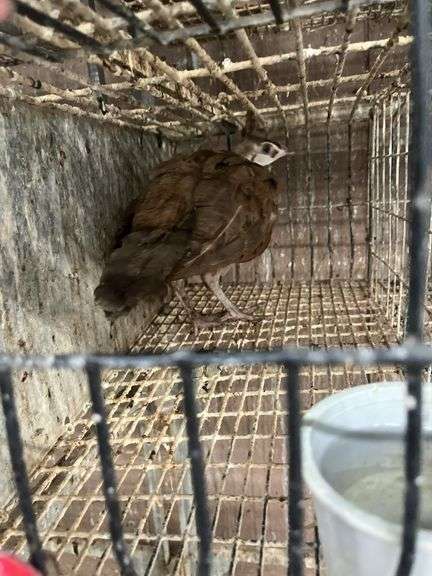 Purple Peachick