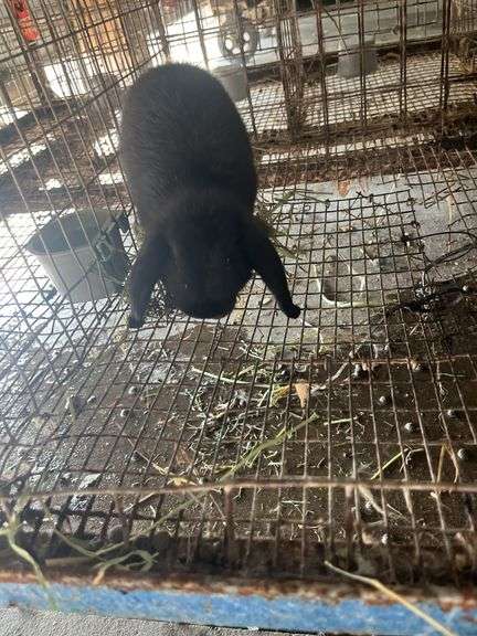 Holland Lop Buck