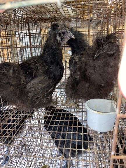 2 Silkie Hens