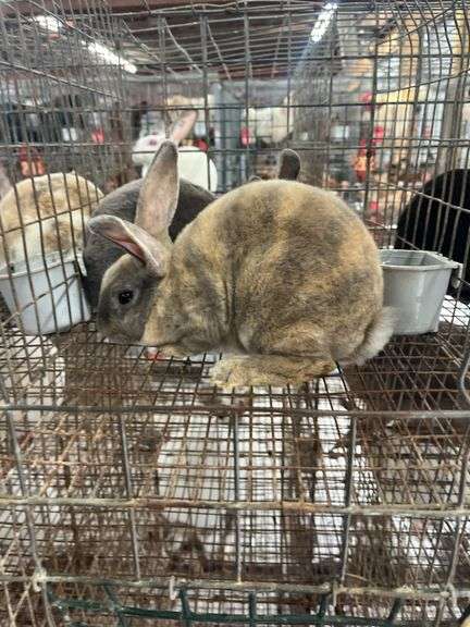 2 Mini Rex Bucks