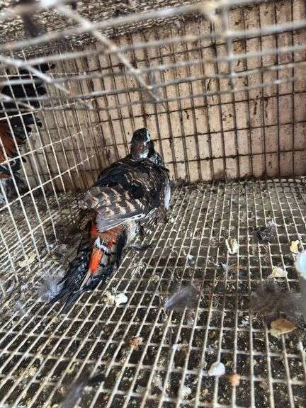 Lady Amherst Pheasant Male - Just out of Molt