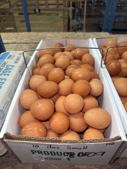 10 Doz Small Brown Eating Eggs