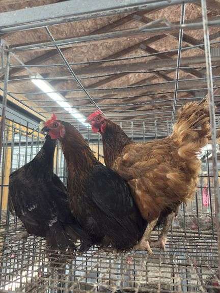 3 Hens - 1 Rhode Island, 1 Crested & 1 Mix