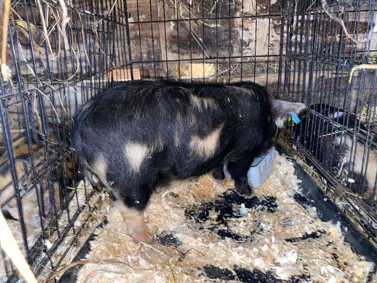 Female Kune Kune Pig