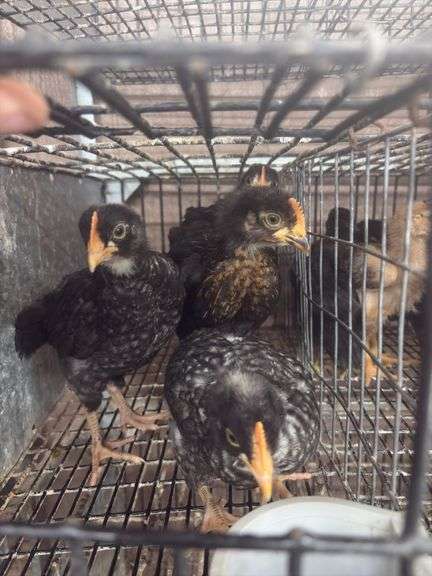 4 Young Roosters