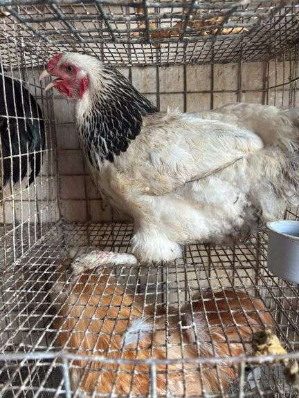 Pure Columbian Hen - 5 Mos Old - Has Bad Leg