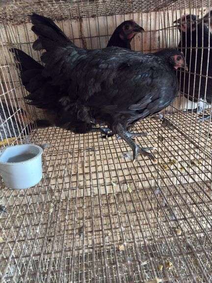 2 Black Australorp Pullets