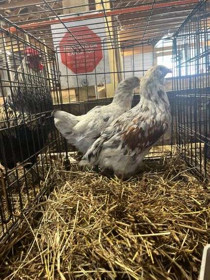 Pair Young Chickens - Tri Color Langshan Rooster "Doodle" & Blue/Black Langshan Hen "Pixie"