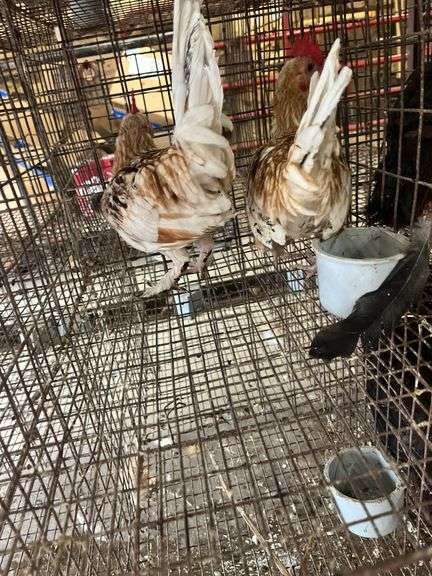 2 Banty Roosters