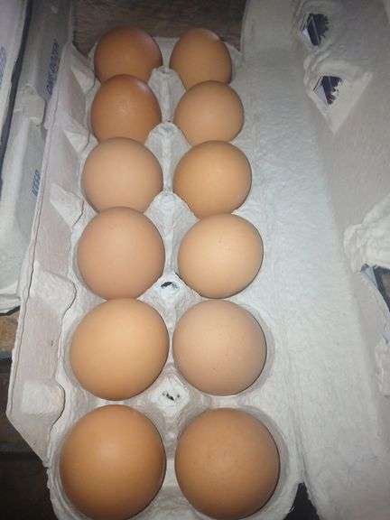 4 Doz Med Brown Eating Eggs