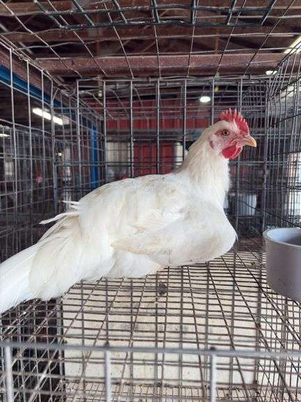 White Zombie Rooster