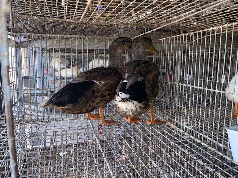 2 Rouen Ducks