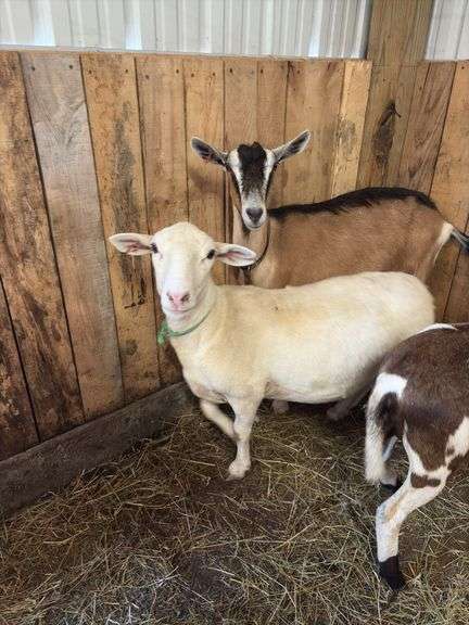 White Khatadin Ewe - 18 Months Old