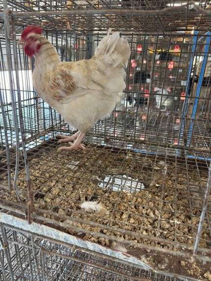 Rooster