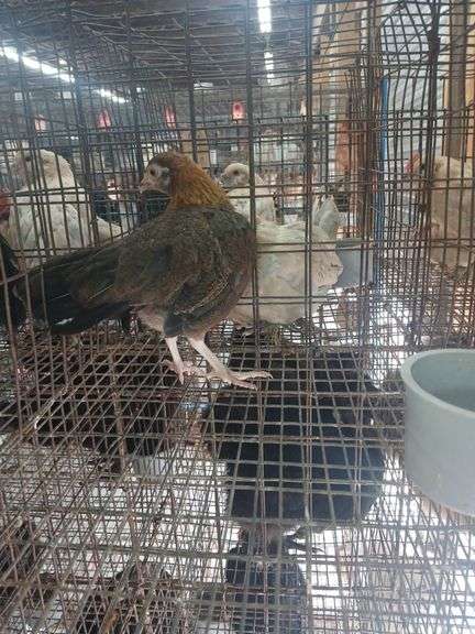 Serama Laying Hen "Tippy"