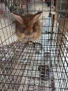 Peach Satin English Angora Buck