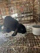 Holland Lop Buck