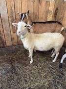 White Khatadin Ewe - 18 Months Old