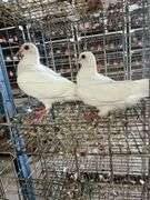 2 Homer Pigeons