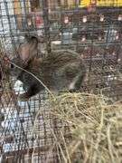 Chinchilla Rex Mix Doe w/ Feed