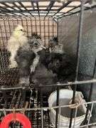 3 Bearded Silkie Chicks