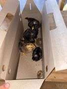 4 Chicks - 3 Barred Rock & 1 Rhode Island Red