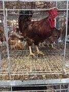 Rhode Island Red Rooster