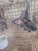 Pure Flemish Giant Buck - 4 Mos Old