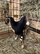 Tri Color Nigerian Dwarf Nanny w/ Blue Eyes - 4 Mos Old