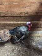 Bronze Tom Turkey - 1 Yr Old