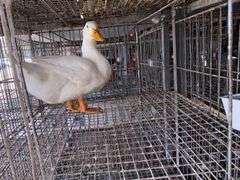 Pekin Drake