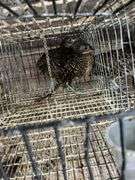 2 Lady Amherst Pheasants