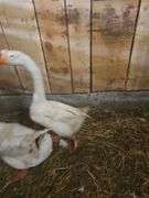Male Goose
