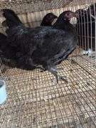 2 Black Australorp Pullets