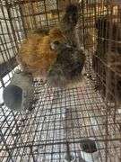 2 Silkie Hens