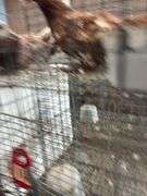 Pair of Young Red Frillback Pigeons