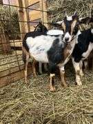 Tri Color Nigerian Dwarf Nanny w/ Blue Eyes - 4 Mos Old