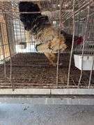 True Blue Whiting Rooster "Ricky" Not Friendly with Other Roosters