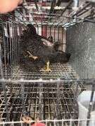 5 Plymouth Barred Rock Hens