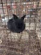 Black Angora Buck - 3 Months Old - Friendly