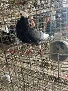 Roller Pigeon