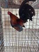 BB Red Banty Rooster